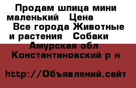 Продам шпица мини маленький › Цена ­ 15 000 - Все города Животные и растения » Собаки   . Амурская обл.,Константиновский р-н